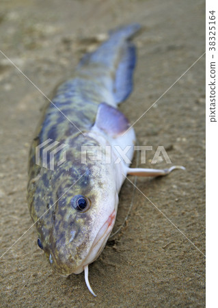 Freshwater fish - burbot 38325164