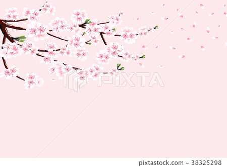 Sakura. A branch of cherry with white flowers in Sakura. A branch of cherry with white flowers in 38325298