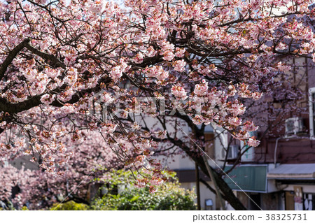 Atami cherry blossoms 38325731