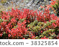 Swiss Alps alpine plants Swiss Alps alpine plants 38325854