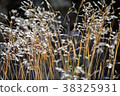 Swiss Alps alpine plants Swiss Alps alpine plants 38325931