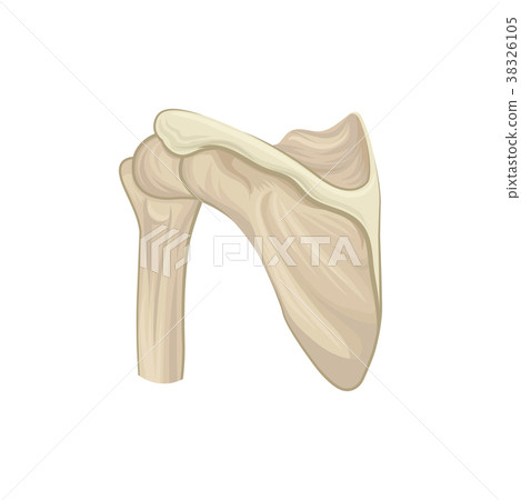 Structure of scapula, shoulder blade or wing bone Structure of scapula, shoulder blade or wing bone 38326105