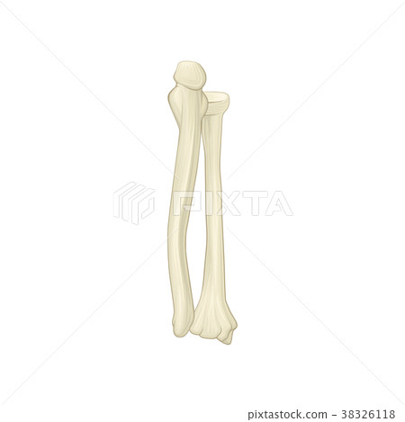 Two Bones Of Forearm - Radius And Ulna. Part Of - Stock Illustration ...