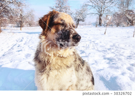 muzzle of large white dog with closed eyes close 38326702