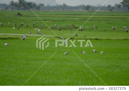 Open-billed stork on rice field 38327379