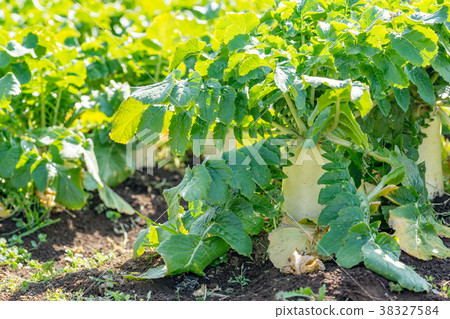 [Kanagawa] Radish field 38327584