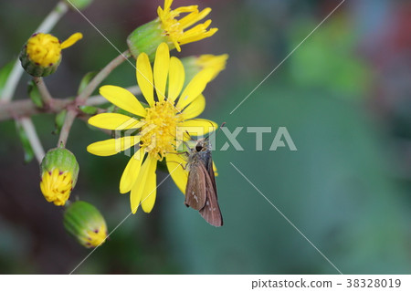 Seschel Butterfly and Tsuwa Flower 38328019