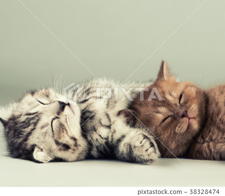 kitten kitten 38328474