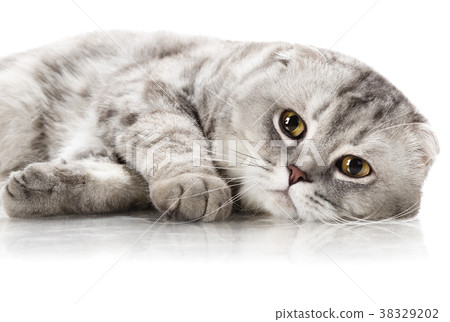 Cat Cat 38329202