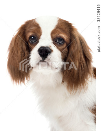 Cavalier King Charles Spaniel 38329416