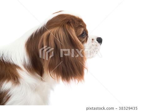 Cavalier King Charles Spaniel Cavalier King Charles Spaniel 38329435