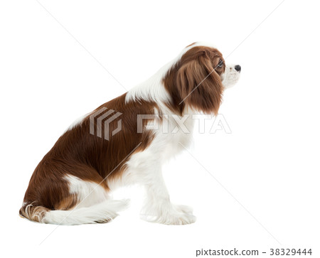 Cavalier King Charles Spaniel Cavalier King Charles Spaniel 38329444