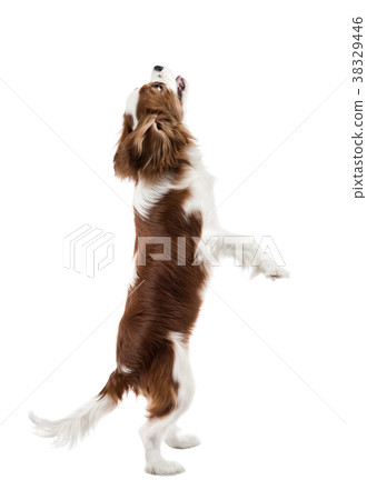 Cavalier King Charles Spaniel Cavalier King Charles Spaniel 38329446