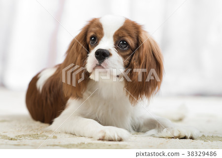 Cavalier King Charles Spaniel 38329486