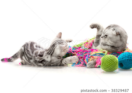 Cats Cats 38329487