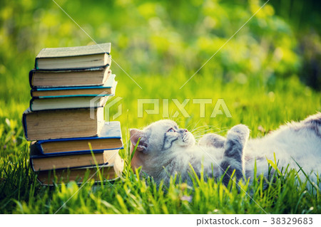 Cute cat lying on the grass near the pile of books 38329683