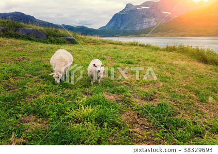 Meadow near fjord. Two sheep on pasture Meadow near fjord. Two sheep on pasture 38329693