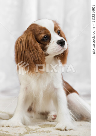 Cavalier King Charles Spaniel 38329905