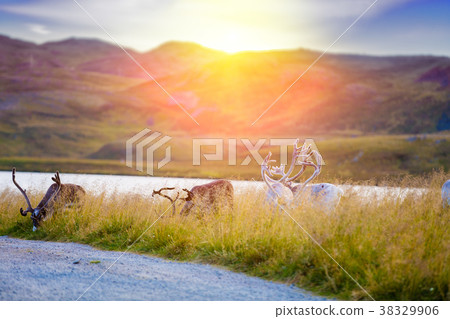 A herd of deer grazing in a meadow in Lapland A herd of deer grazing in a meadow in Lapland 38329906