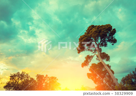 Silhouette of a pine tree against sunset sky Silhouette of a pine tree against sunset sky 38329909
