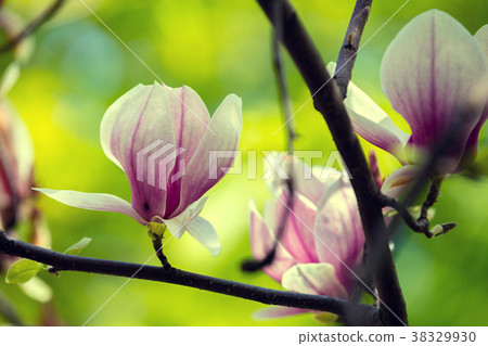 Blossoming magnolia flower on the branch. Blossoming magnolia flower on the branch. 38329930
