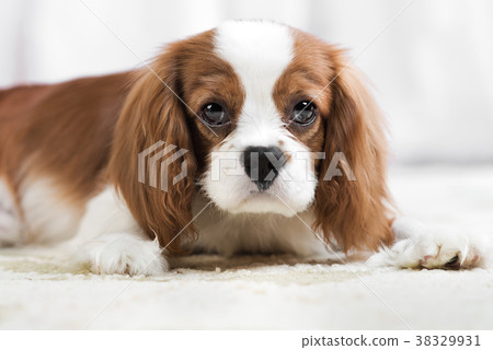 Cavalier King Charles Spaniel Cavalier King Charles Spaniel 38329931