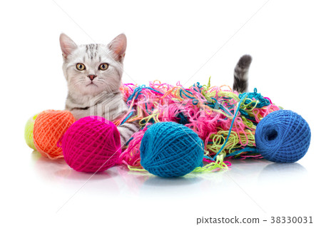 kitten kitten 38330031