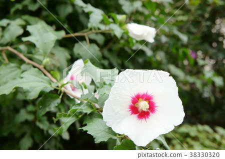 The rose flower after the rain The rose flower after the rain 38330320