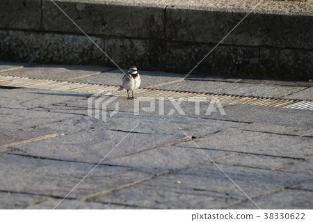 有一隻小鳥...... 有一隻小鳥...... 38330622