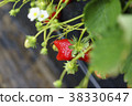 Strawberry strawberry picking 38330647