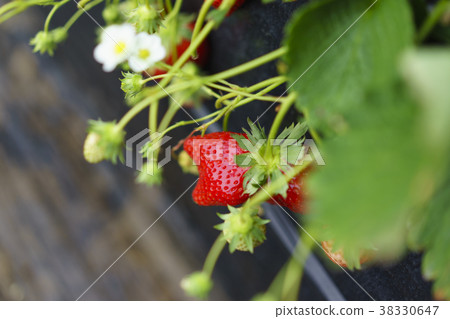 草莓草莓採摘 草莓草莓採摘 38330647