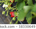 Strawberry strawberry picking 38330649