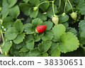 Strawberry strawberry picking 38330651