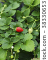 Strawberry strawberry picking 38330653