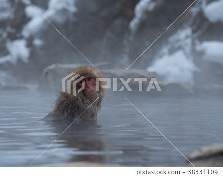 Wild monkey relaxing at the hot spring in winter Wild monkey relaxing at the hot spring in winter 38331109