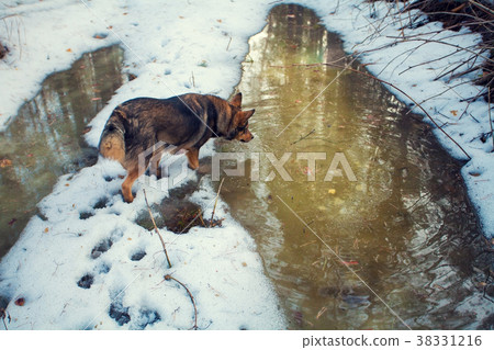 Dog walking in the forest in winter Dog walking in the forest in winter 38331216