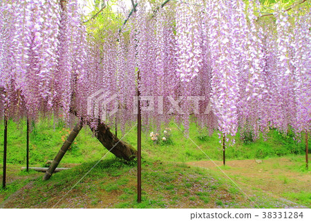 Kuusaku Fuji (Tamba City) blooming in Hakurei-ji Temple (Byakugouji) 38331284
