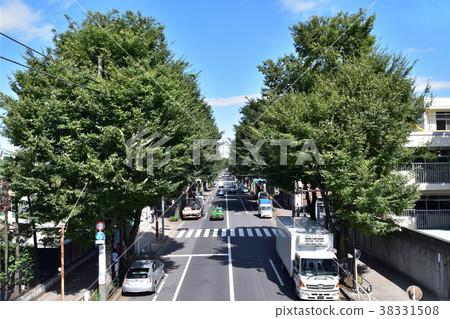 Nakasugi-dori Zelkova樹 38331508