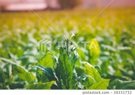 Flower of tabacco 38331732