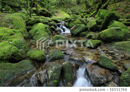 Yakushima Shiratani cloud sanctuary magistrate cedar course mossy sawa 38331769
