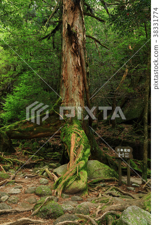 Yakushima Shiratani Unsuikyo Sanbonjisugi Magong Sugi球場的Moscled山路 38331774