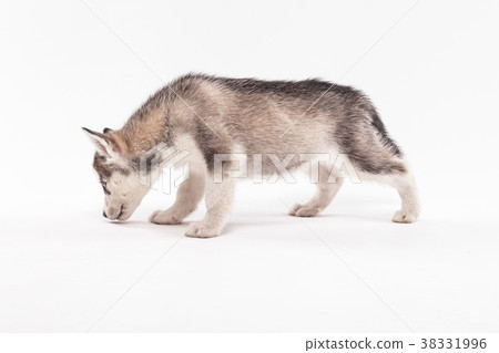 Husky puppy on a white background Husky puppy on a white background 38331996