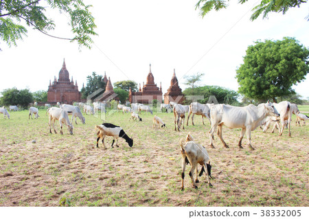 Goats and cows on the meadow in Bagan, Myanmar Goats and cows on the meadow in Bagan, Myanmar 38332005