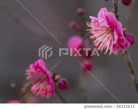 Red plum, ume, beginning to bloom 38332015
