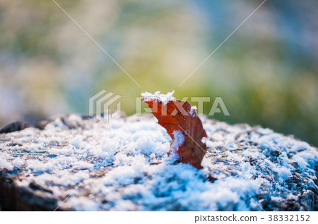 冬天樹葉子和雪 冬天樹葉子和雪 38332152
