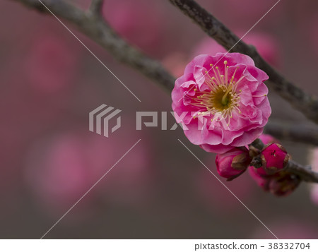 Red plum, ume, beginning to bloom 38332704