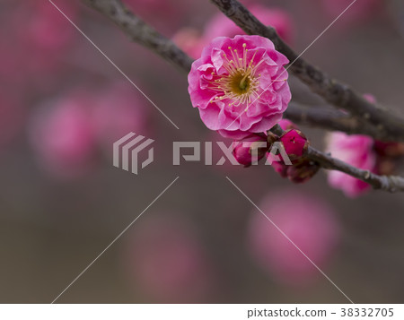 Red plum, ume, beginning to bloom 38332705