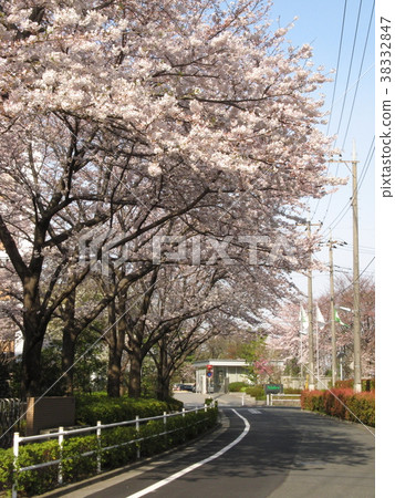 Shimura cherry blossoms 38332847