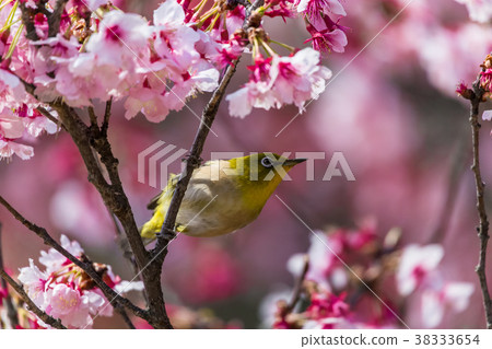 Cherry blossom viewer Cherry blossom viewer 38333654