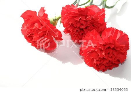 康乃馨 康乃馨 38334063